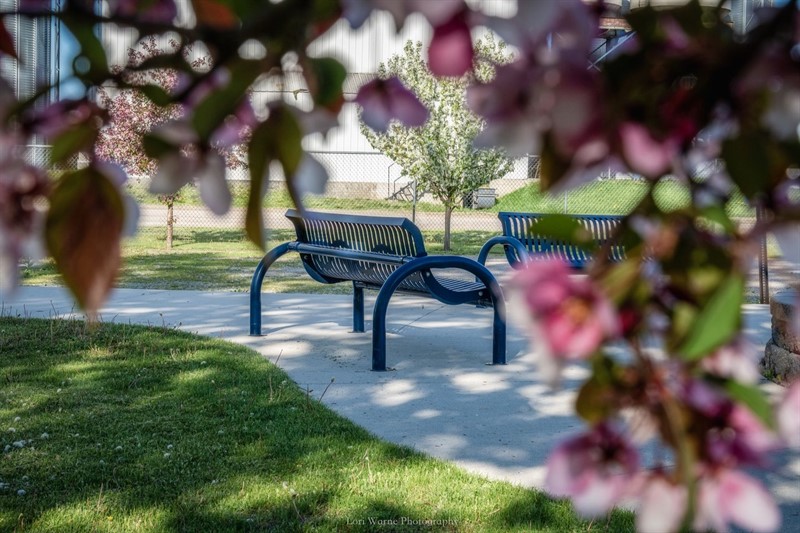 New Park Bench surrounded by trees and flowers 